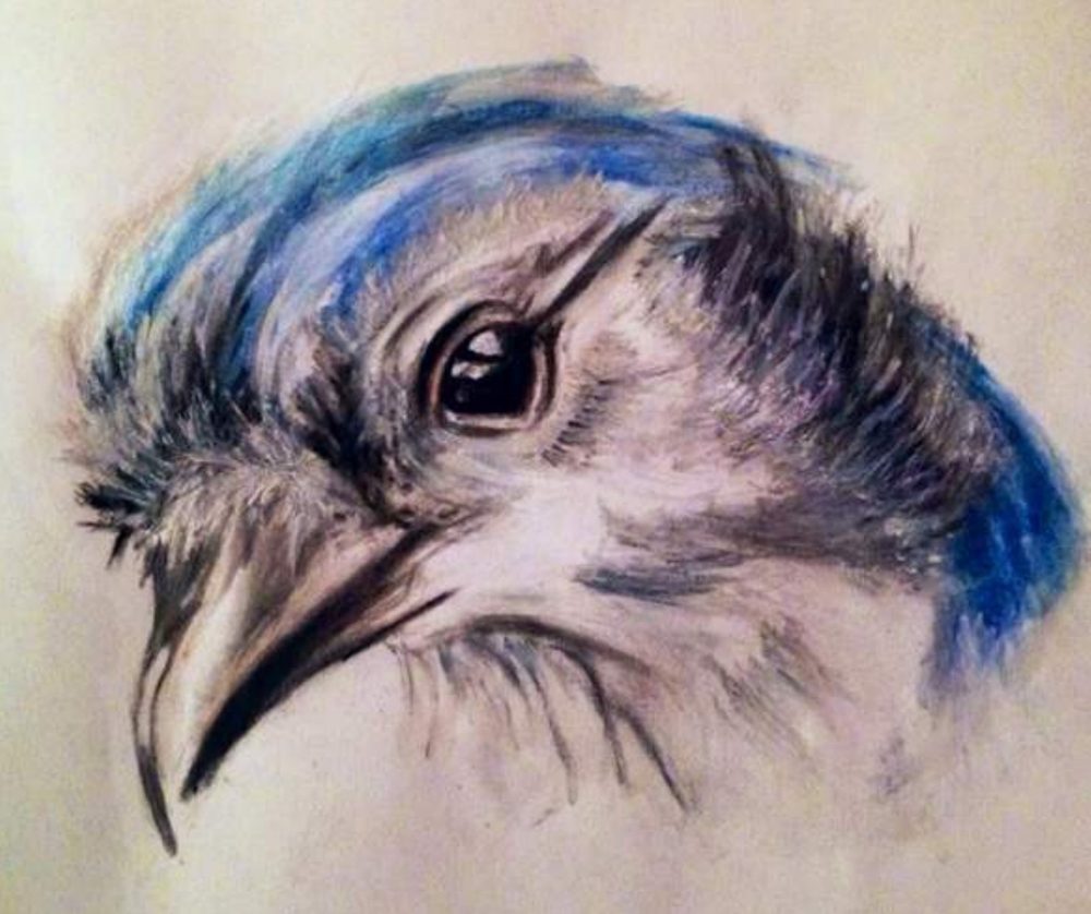 Personal — Blue jay study