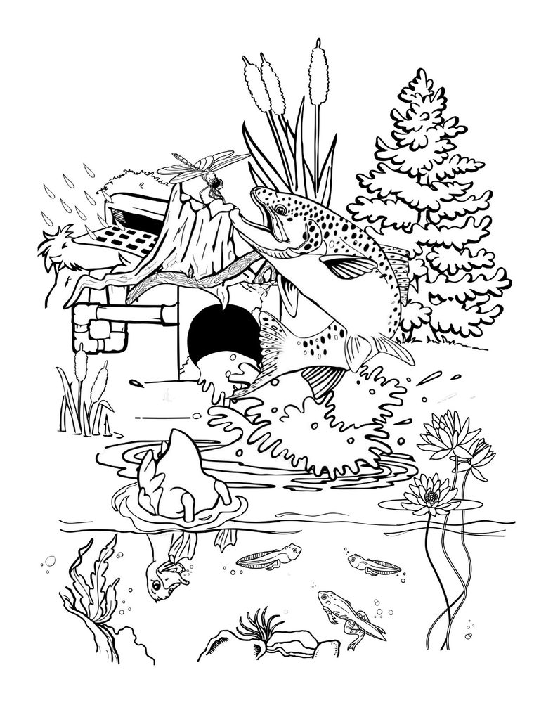 Trout Unlimited Canada — Colouring-sheet line art